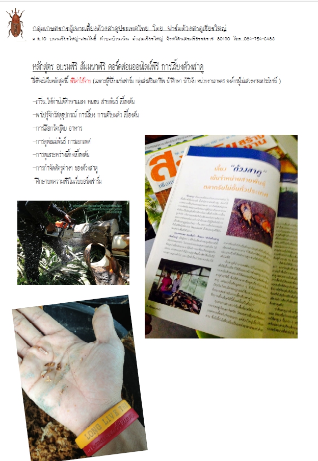 หลักสูตร อบรมฟรี สัมมนาฟรี คอร์ดสอนออนไลน์ฟรี การเลี้ยงด้วงสาคู