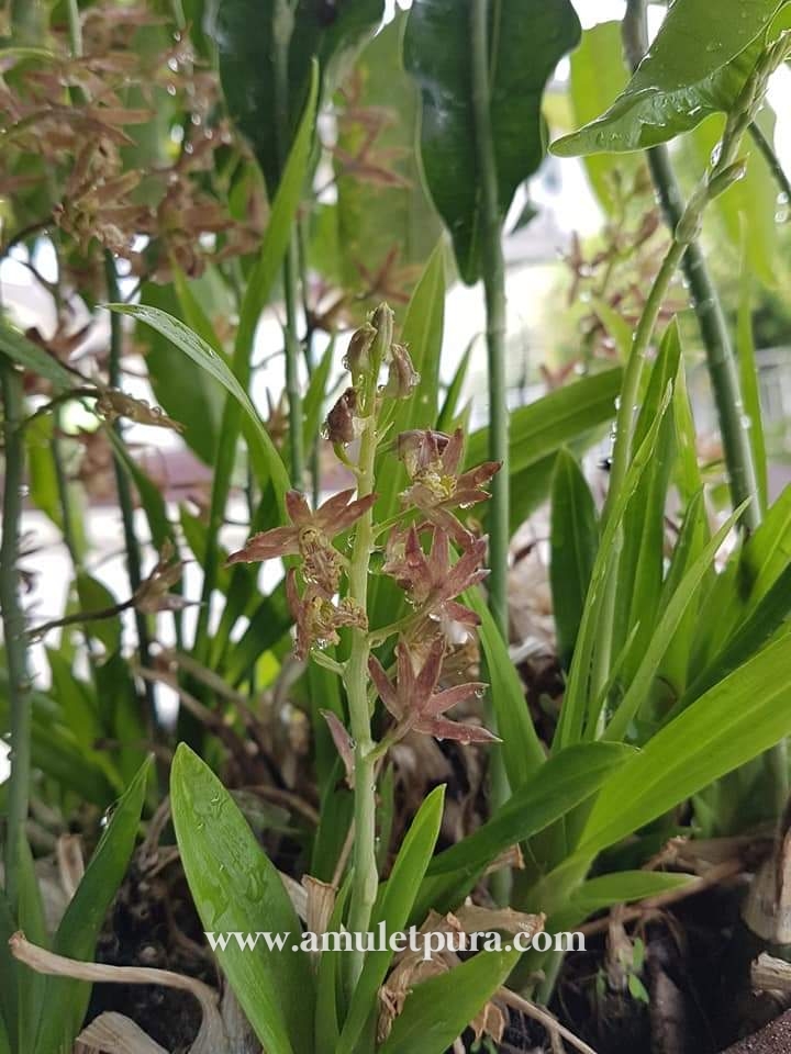 ว่านช้างผสมโขลง ว่านมหาเสนห์ขนาดขุนแผนยังต้องพก(กระถางสี่เหลี่ยม)