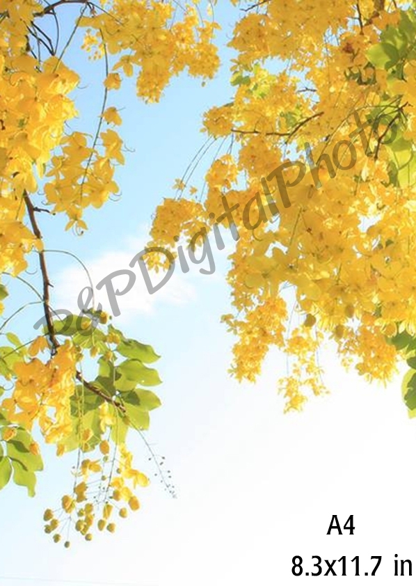 อัดรูปออนไลน์ ล้างรูปราคาถูก ขนาดอัดรูป A4