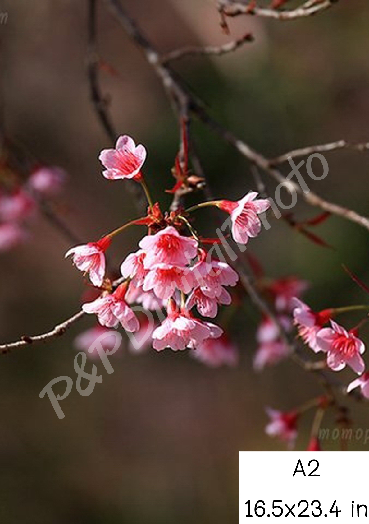 อัดรูปออนไลน์ ล้างรูปราคาถูก ขนาดอัดรูป A2