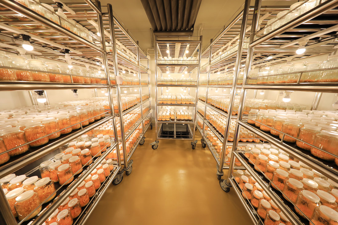 เครื่องควบคุมการปลูก เห็ดถั่งเช่า,กล้วยไม้,ฟักไข่