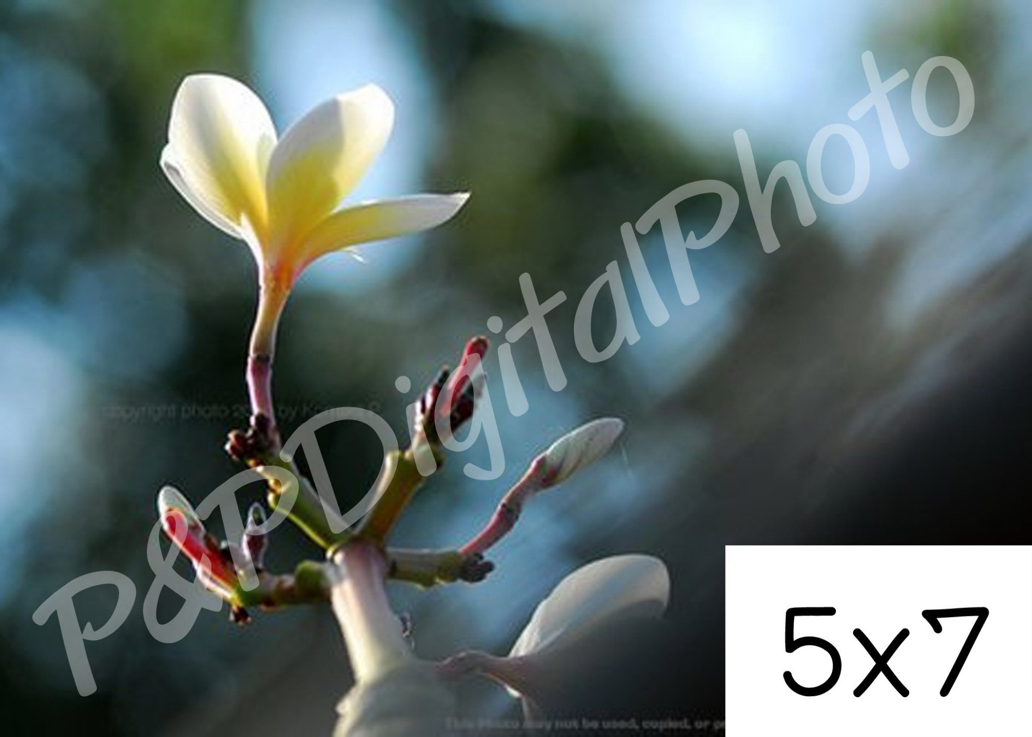 อัดรูปออนไลน์ ล้างรูปราคาถูก ขนาดอัดรูป 5x7 + อัลบั้มรูป