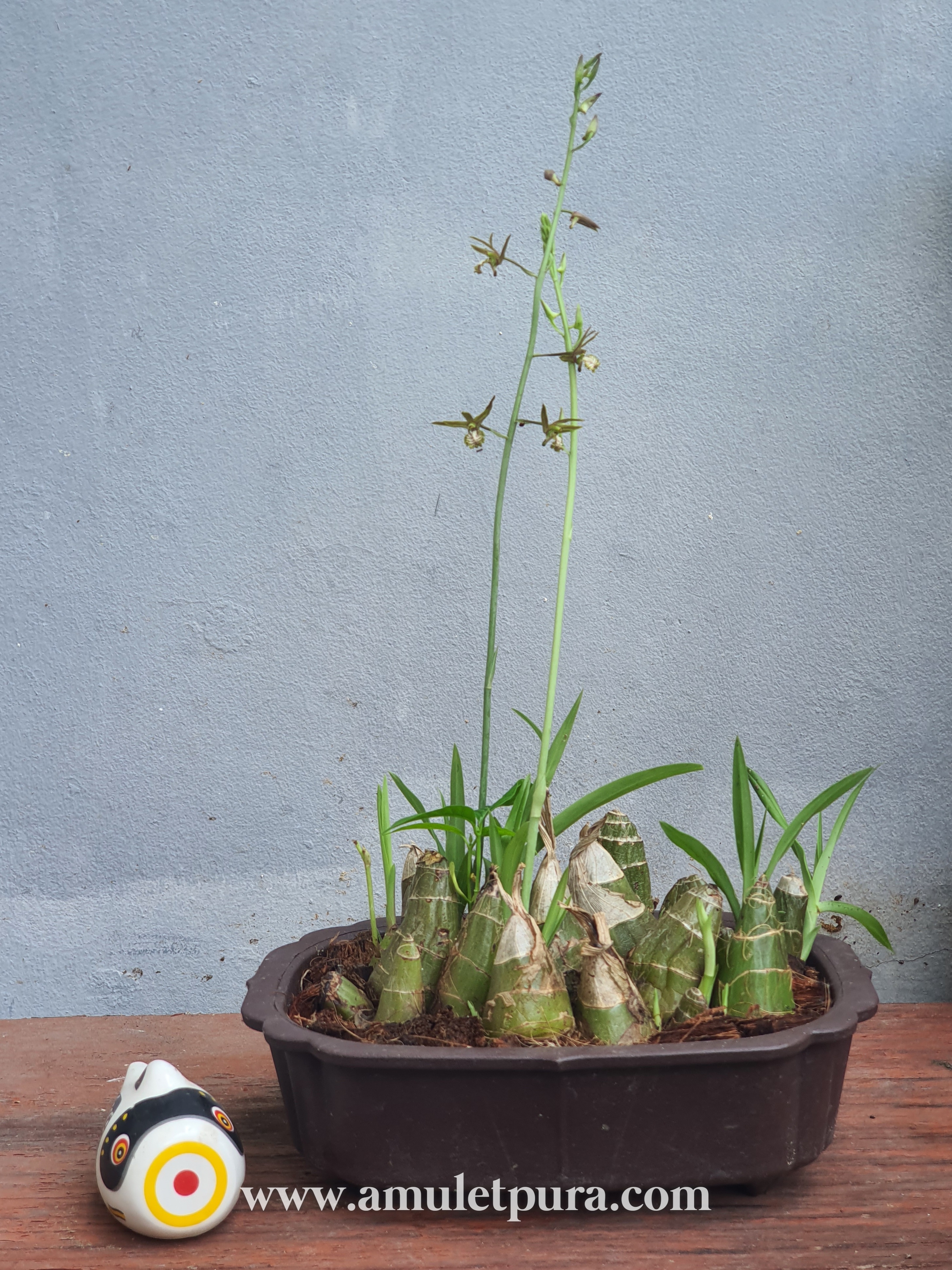 ว่านช้างผสมโขลง ว่านมหาเสนห์ขนาดขุนแผนยังต้องพก(กระถางสี่เหลี่ยม)