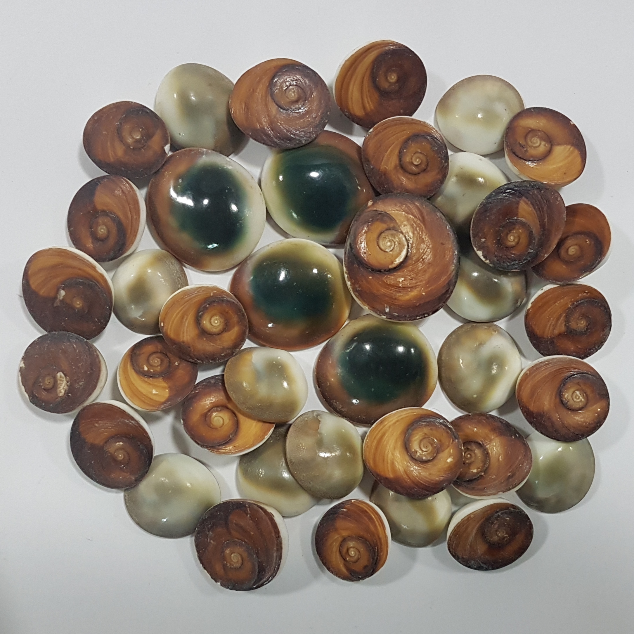 อิ่งอ้อย หอยนำโชค(ขนาดใหญ่)