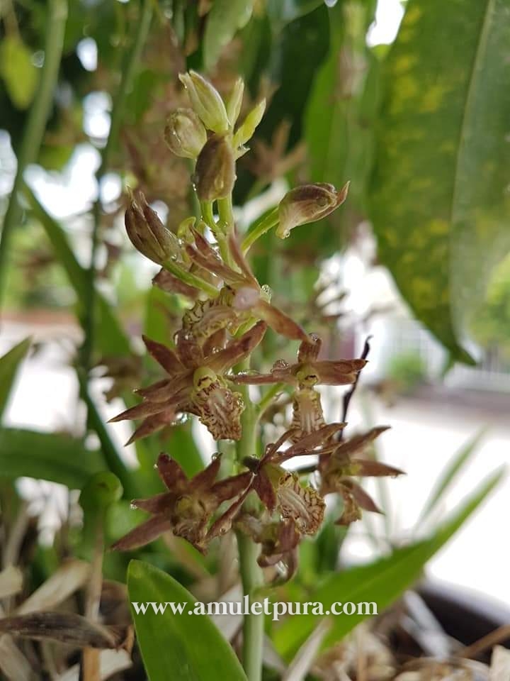 ว่านช้างผสมโขลง ว่านมหาเสนห์ขนาดขุนแผนยังต้องพก(กระถางสี่เหลี่ยม)