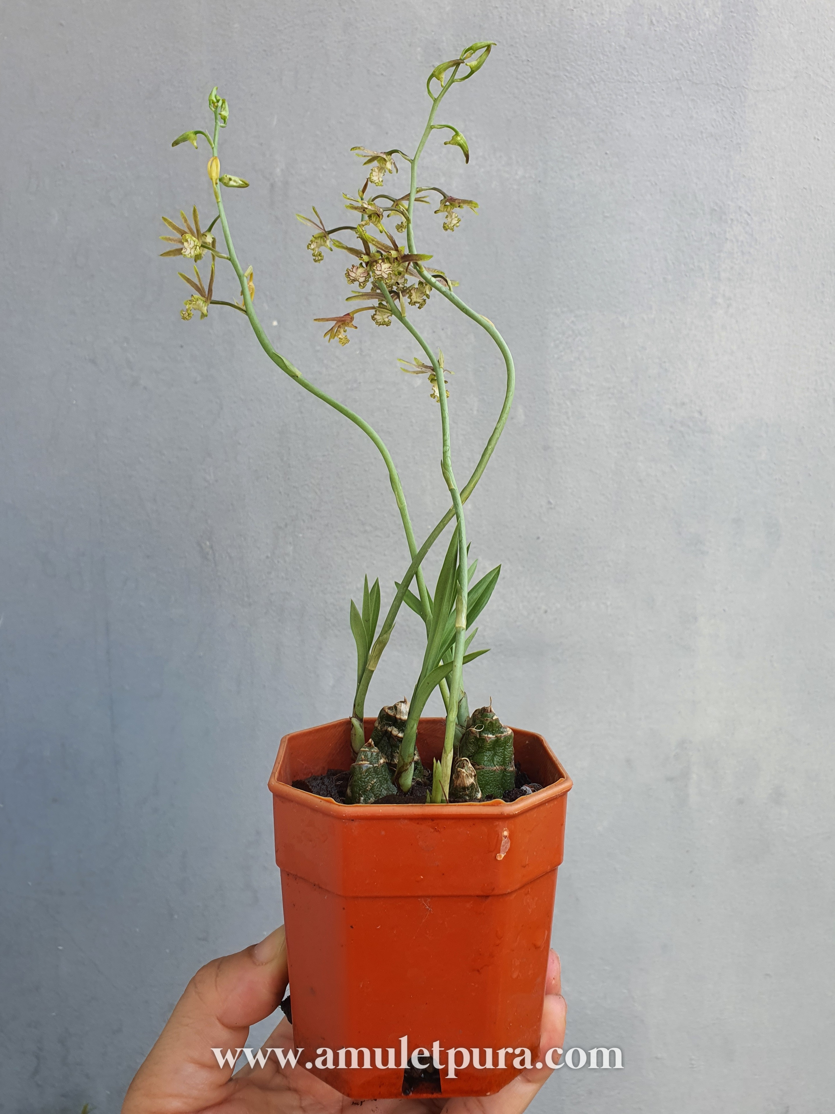 ว่านช้างผสมโขลง ว่านมหาเสนห์ขนาดขุนแผนยังต้องพก(กระถาง 4 นิ้ว)