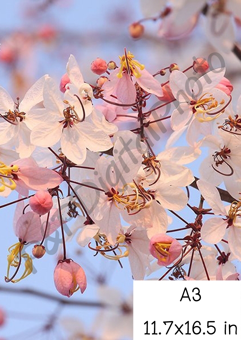 อัดรูปออนไลน์ ล้างรูปราคาถูก ขนาดอัดรูป A3