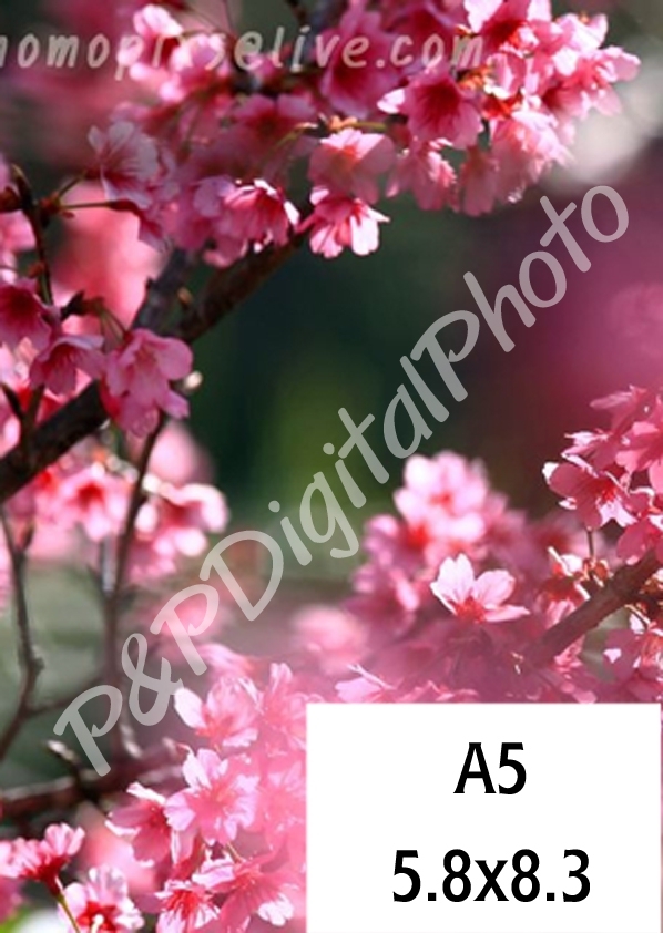 อัดรูปออนไลน์ ล้างรูปราคาถูก ขนาดอัดรูป A5