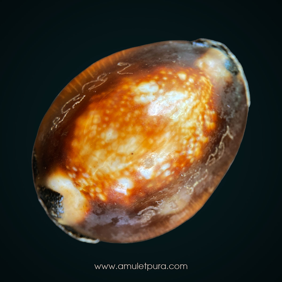 เบี้ยแก้พรายปรอท พิธี 9 ฤกษ์ 9 มงคล ครบ 200 ปี ปี54 วัดละหารไร่ จ.ระยอง จัดสร้างโดย มูลนิธิหลวงปู่ทิม (จารมืออุดผงพรายกุมาร คลุกรักชันโรงหลวงปู่ทิม วัดละหารไร่ พร้อมแผ่นตะกั่วจารมือ ตอกโค้ด หมายเลข 2829) หลวงปู่บัว,หลวงปู่คำบุ,หลวงพ่อสิน ปลุกเสก