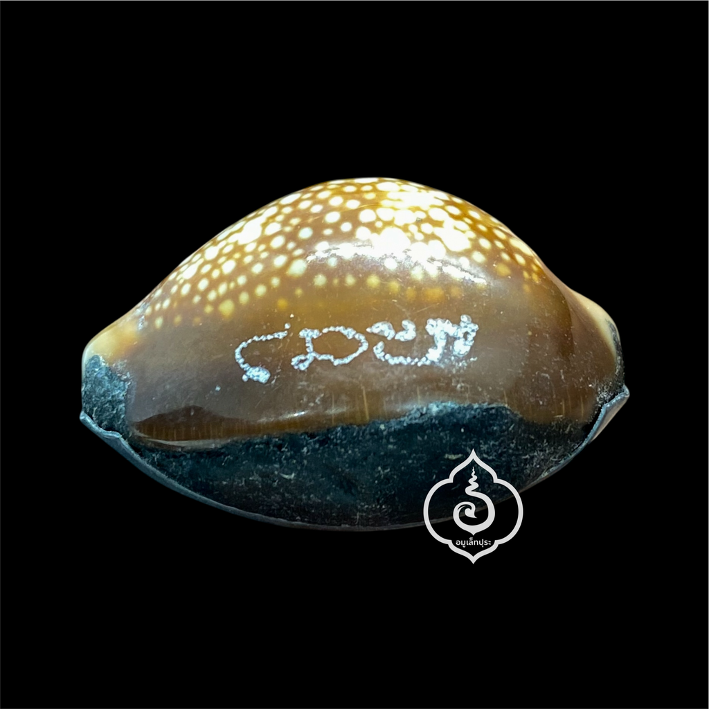 เบี้ยแก้พรายปรอท พิธี 9 ฤกษ์ 9 มงคล ครบ 200 ปี ปี54 วัดละหารไร่ จ.ระยอง จัดสร้างโดย มูลนิธิหลวงปู่ทิม (อุดผงพรายกุมารคลุกรักชันโรง หลวงปู่ทิม วัดละหารไร่ พร้อมแผ่นตะกั่ว จารมือ ตอกโค้ด หมายเลข 582) หลวงปู่บัว,หลวงปู่คำบุ,หลวงพ่อสิน ปลุกเสก