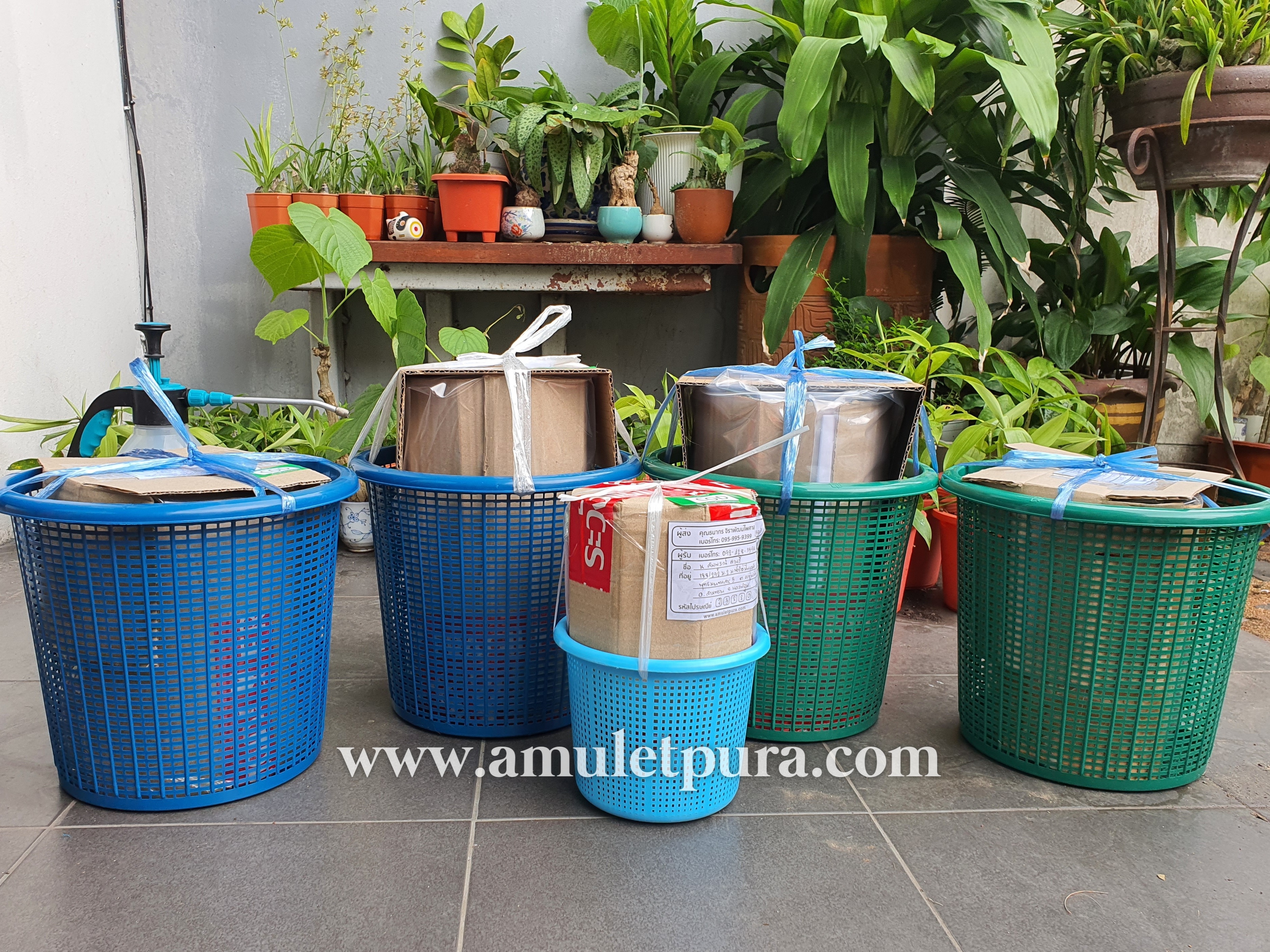 ว่านเทวบุตร หรือ ไม้แหย่แย้(แบบแก้ว)