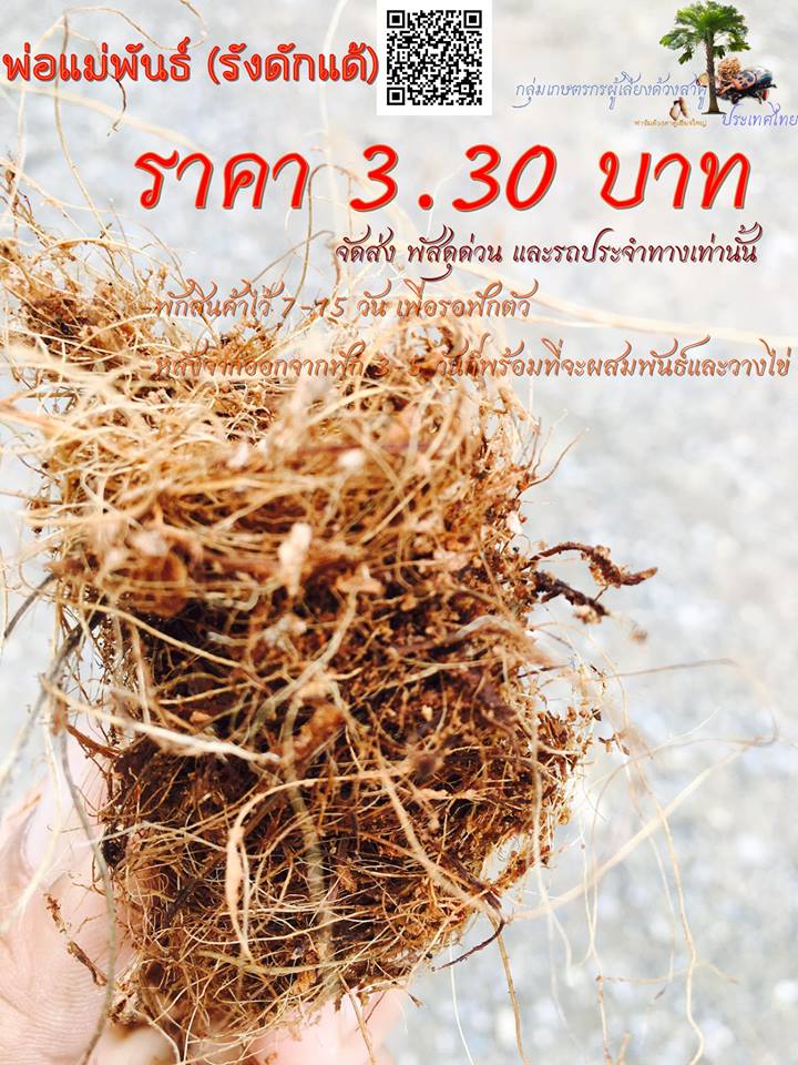 พ่อแม่พันธ์ (รังดักแด้)