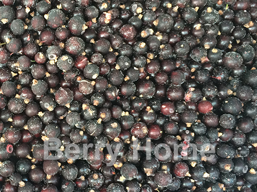 แบล็คเคอแรนท์แช่แข็ง / Blackcurrant (1 กก.)
