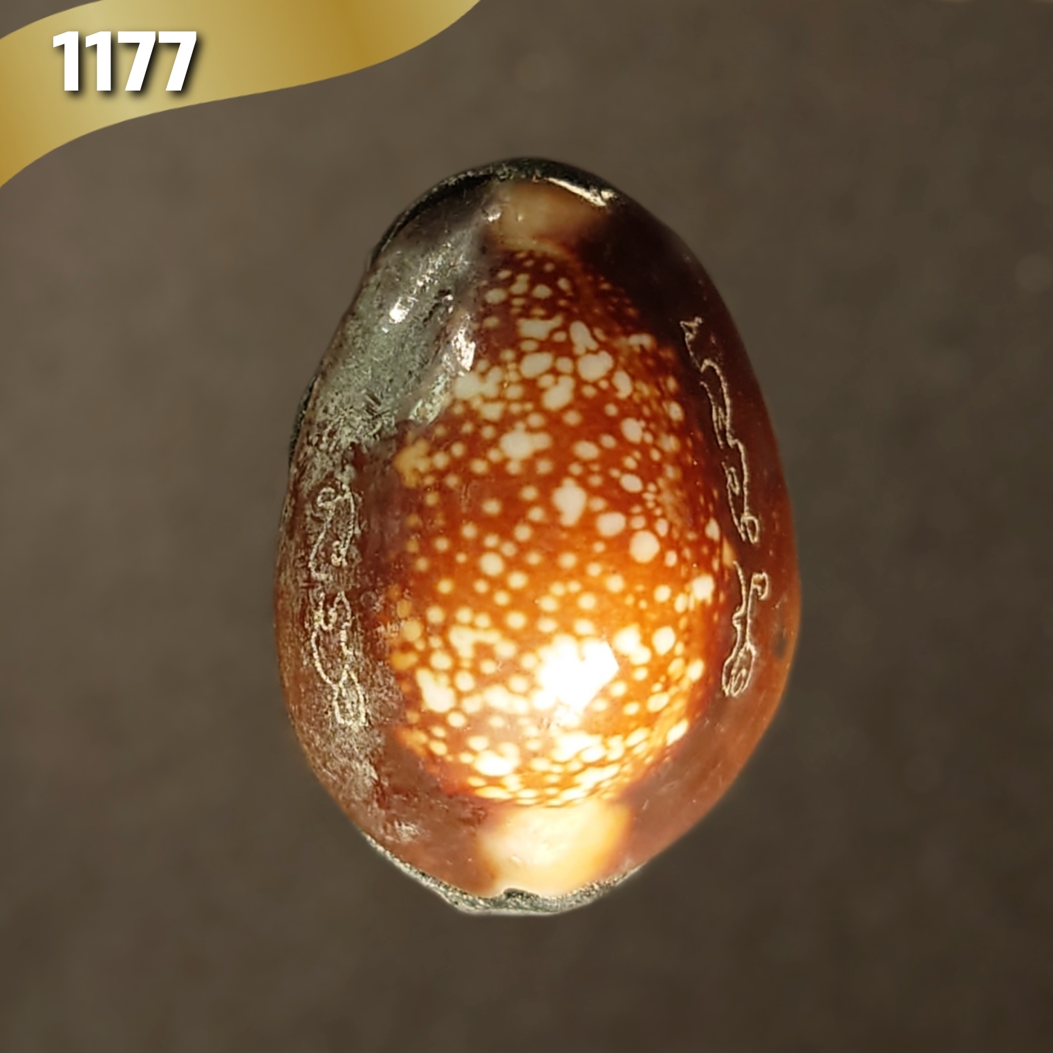 เบี้ยแก้พรายปรอท พิธี 9 ฤกษ์ 9 มงคล ครบ 200 ปี ปี54 วัดละหารไร่ จ.ระยอง จัดสร้างโดย มูลนิธิหลวงปู่ทิม (จารมืออุดผงพรายกุมารคลุกรักชันโรง หลวงปู่ทิม วัดละหารไร่ พร้อมแผ่นตะกั่ว จารมือ ตอกโค้ด หมายเลข 1177) หลวงปู่บัว,หลวงปู่คำบุ,หลวงพ่อสิน ปลุกเสก