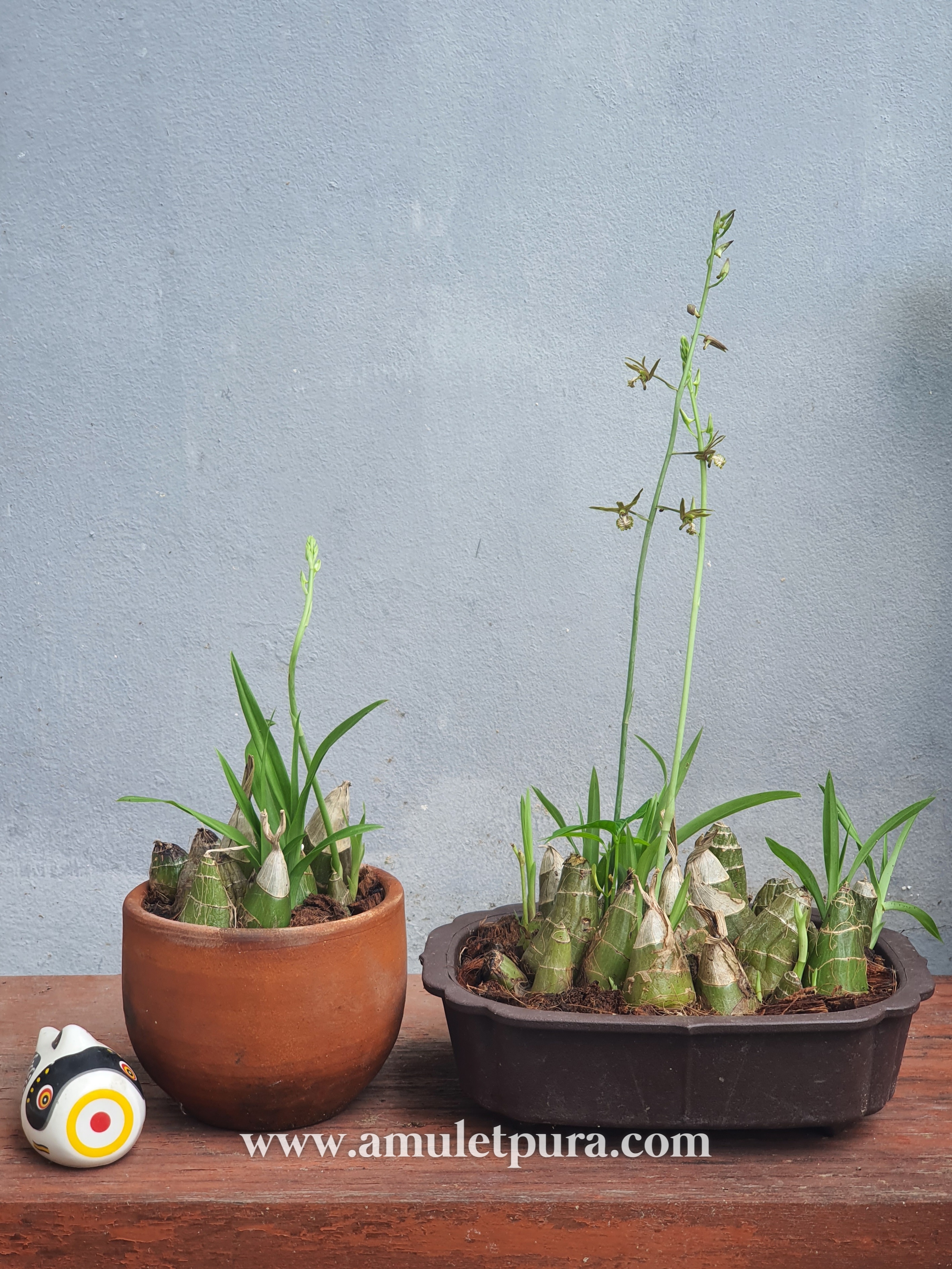 ว่านช้างผสมโขลง ว่านมหาเสนห์ขนาดขุนแผนยังต้องพก(กระถางสี่เหลี่ยม)