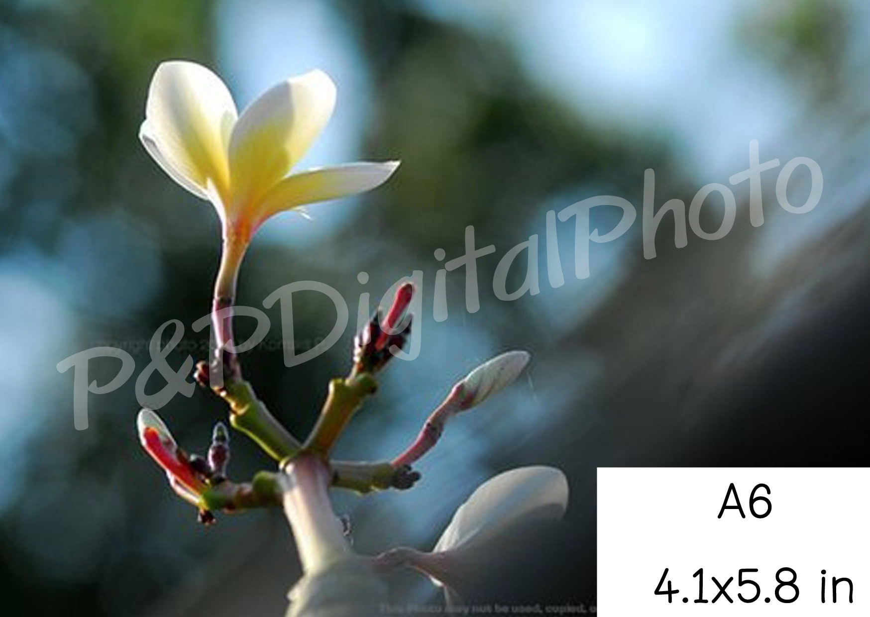 อัดรูปออนไลน์ ล้างรูปราคาถูก ขนาดอัดรูป A6