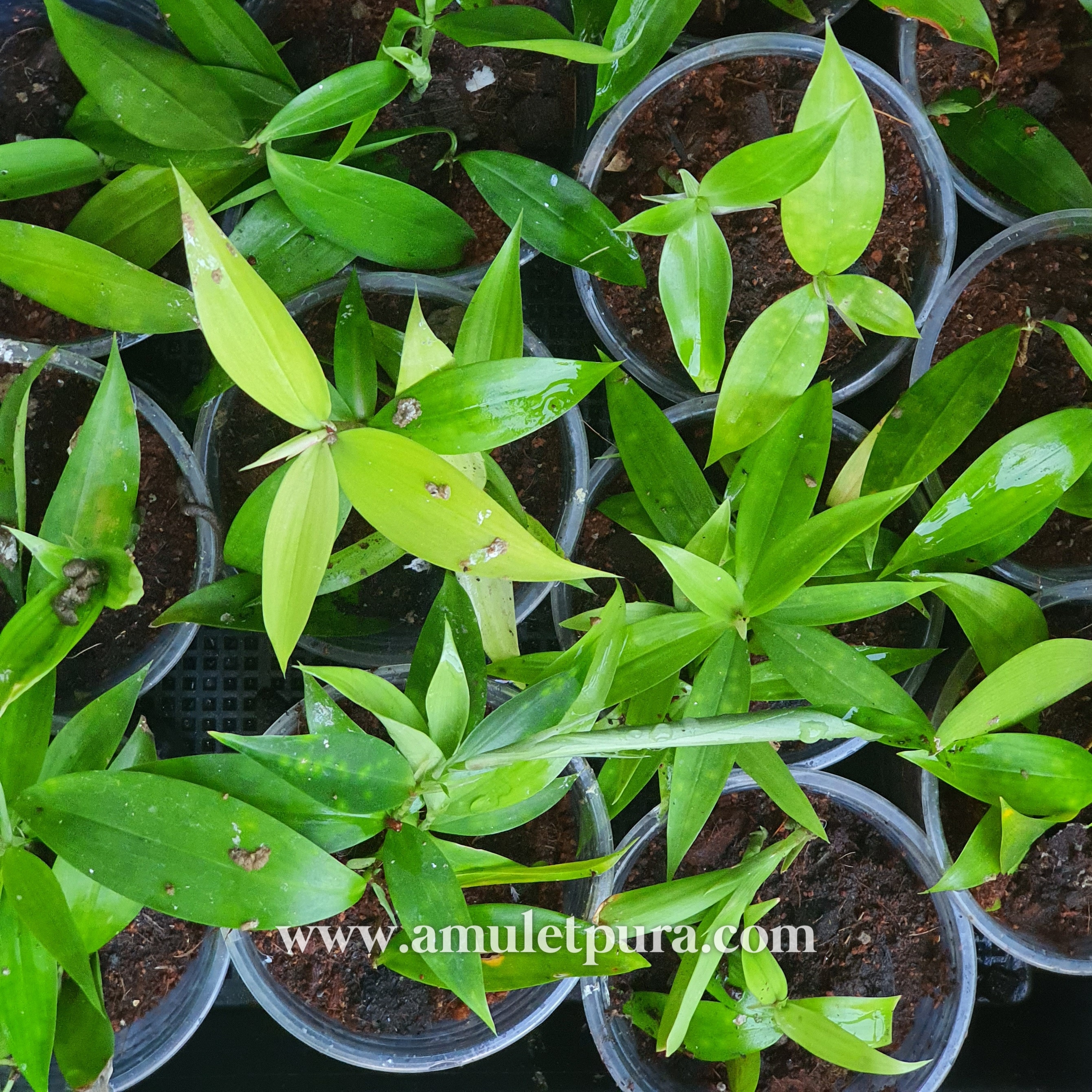 ว่านเทวบุตร หรือ ไม้แหย่แย้(แบบแก้ว)