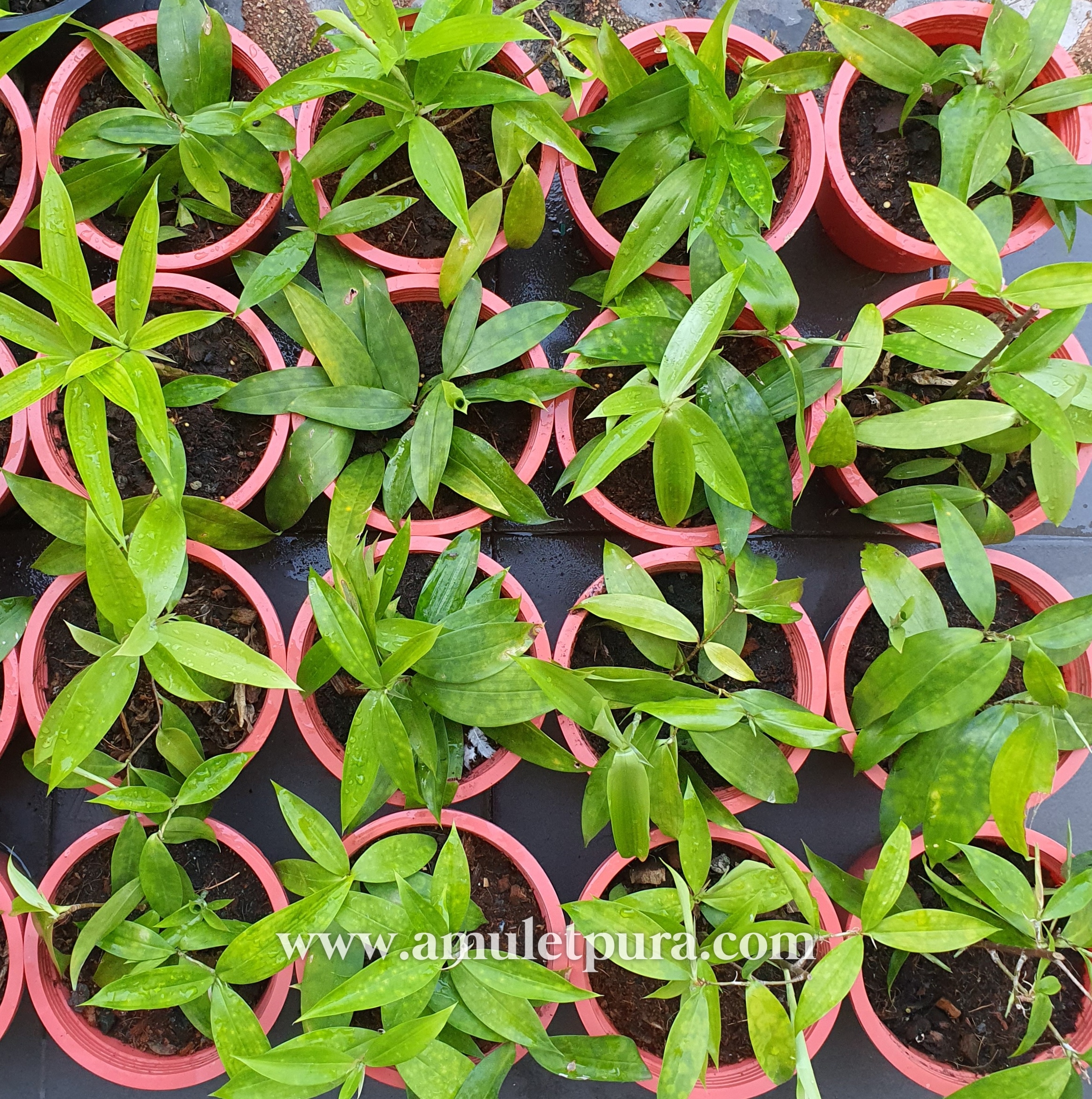 ว่านเทวบุตร หรือ ไม้แหย่แย้(กระถาง 6 นิ้ว)