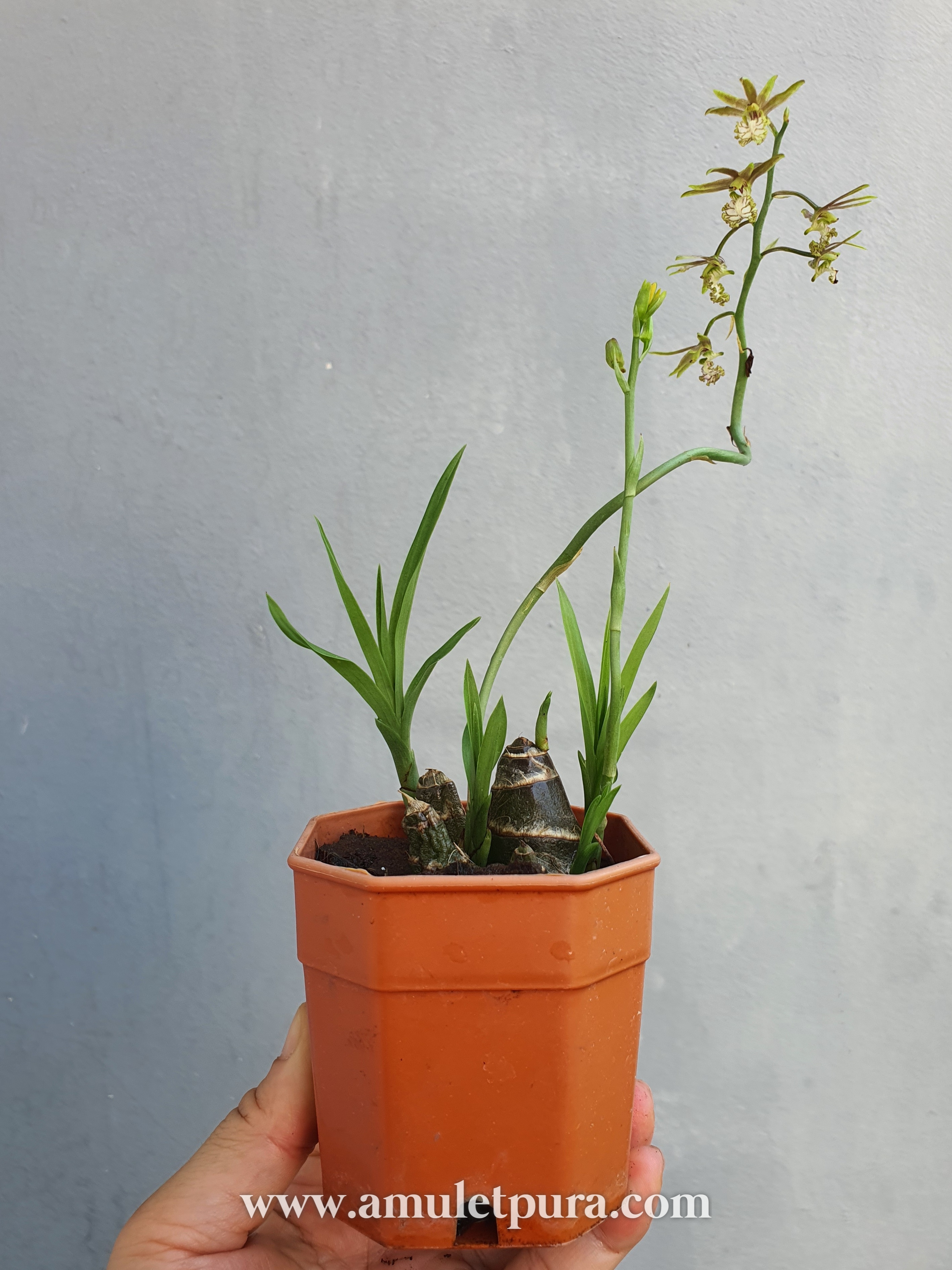 ว่านช้างผสมโขลง ว่านมหาเสนห์ขนาดขุนแผนยังต้องพก(กระถาง 4 นิ้ว)