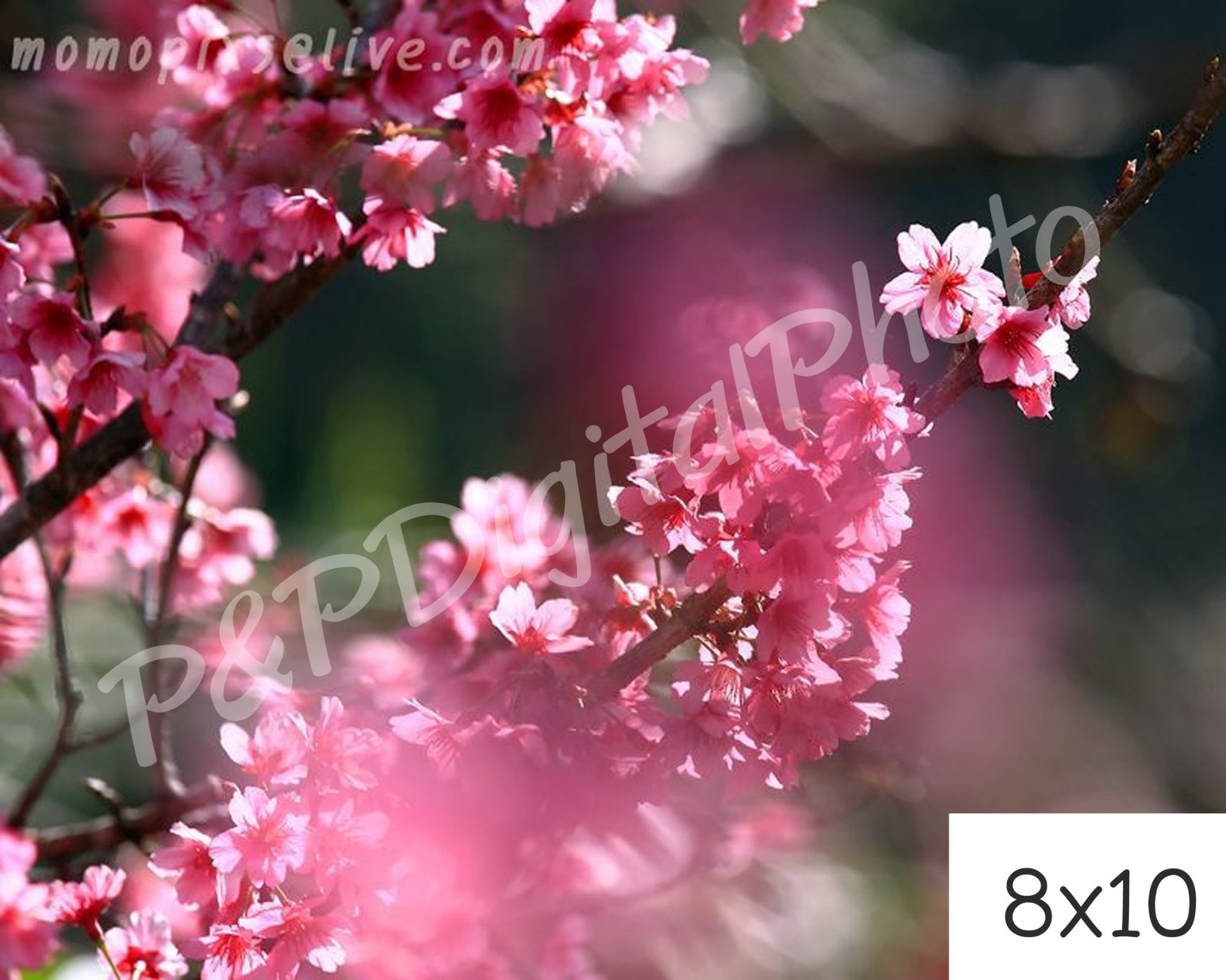 อัดรูปออนไลน์ ล้างรูปราคาถูก ขนาดอัดรูป 8x10