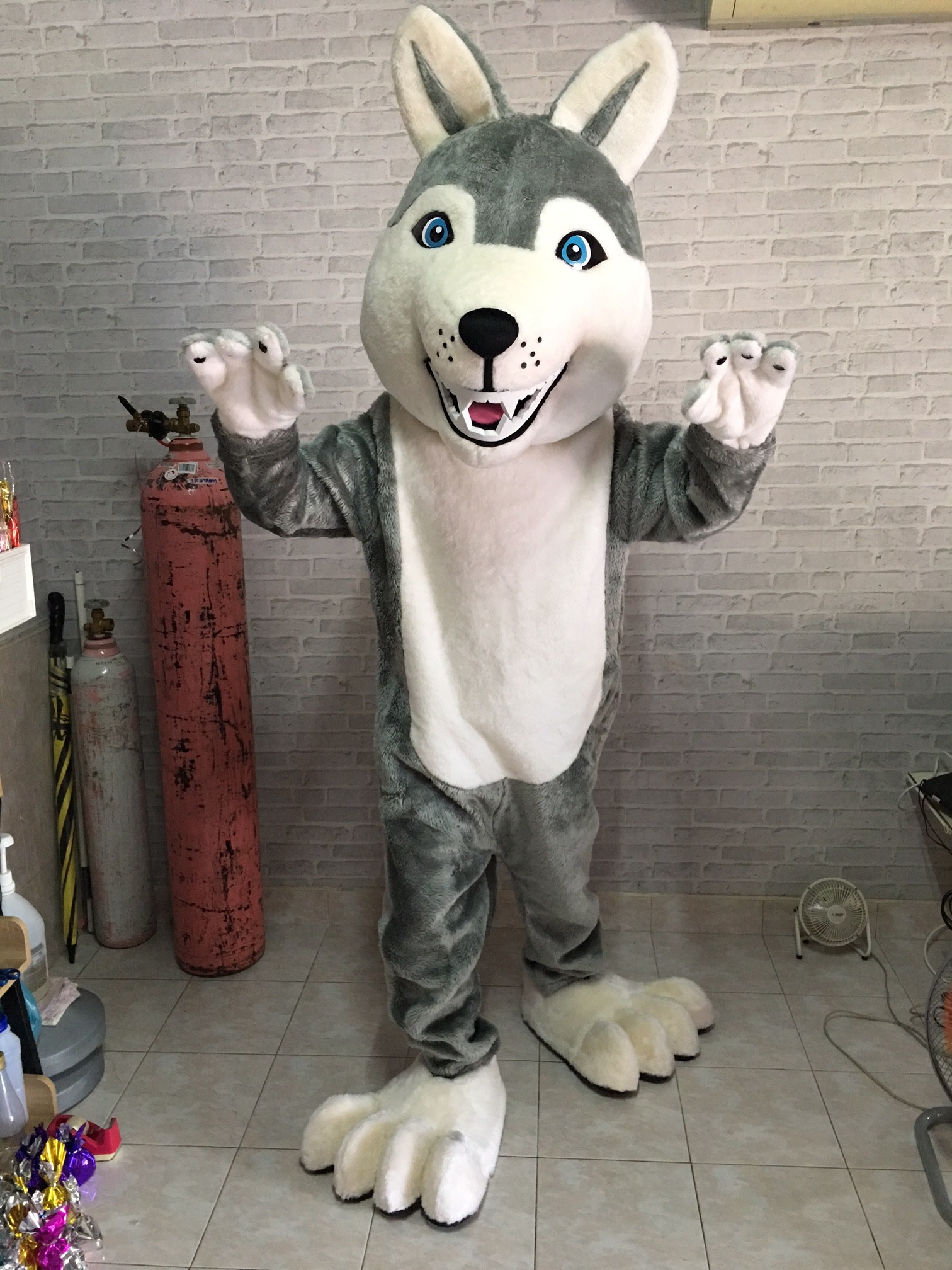 หมาสีเทา