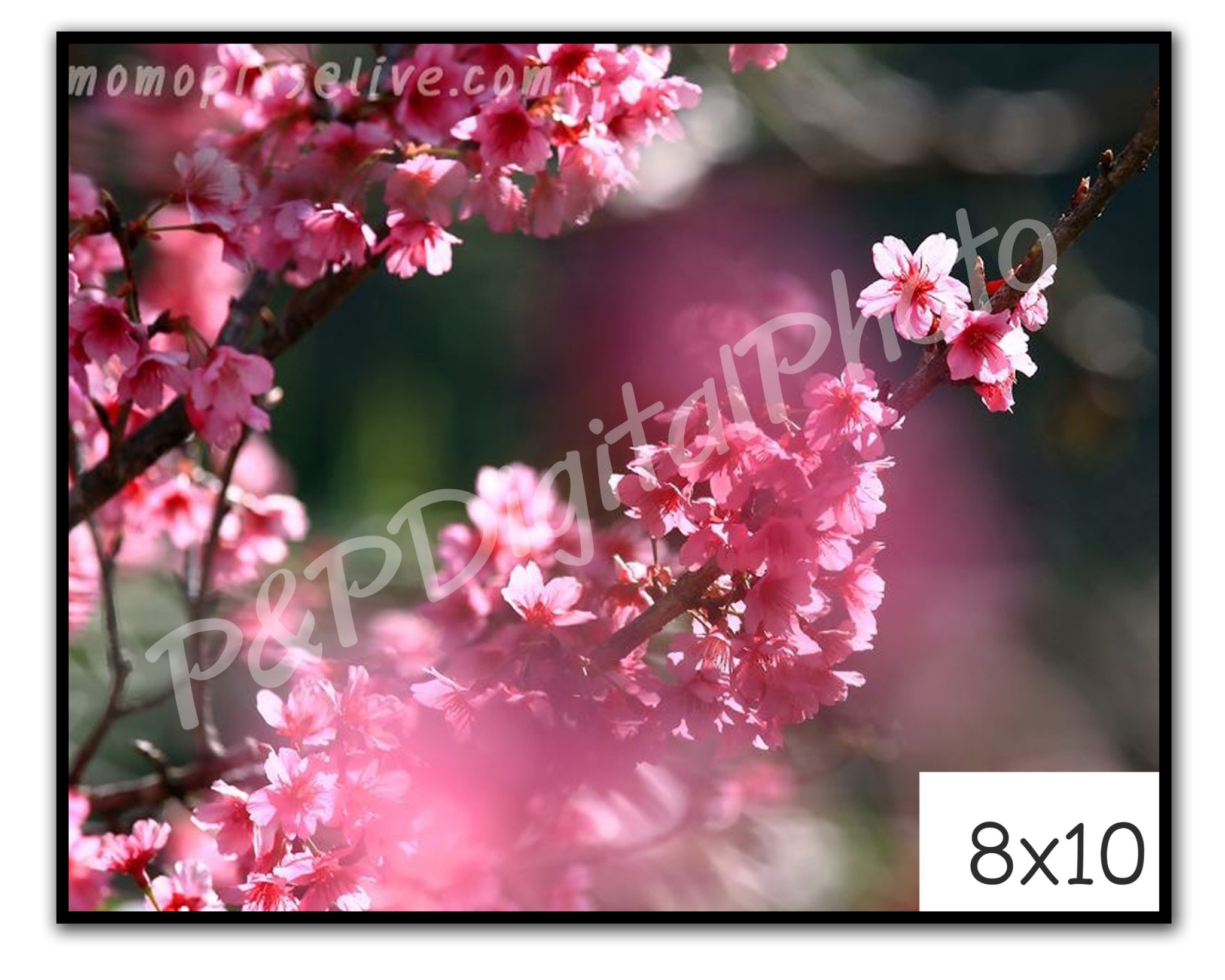 รูปภาพกรอบลอยราคาถูก ขนาด 8x10