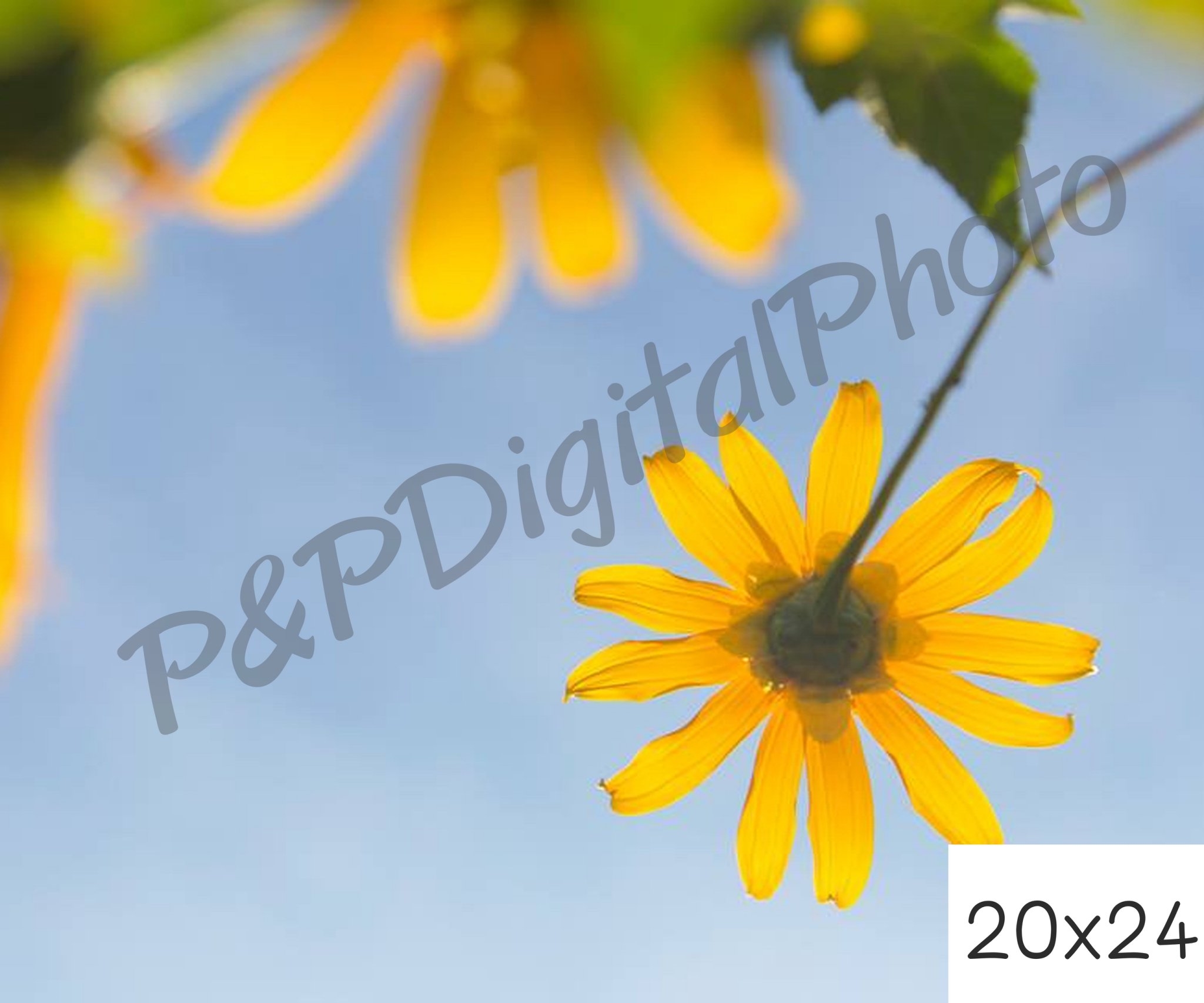อัดรูปออนไลน์ ล้างรูปราคาถูก ขนาดอัดรูป 20x24