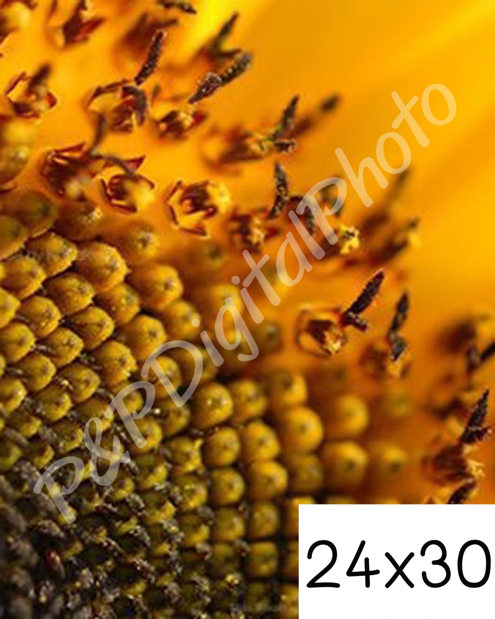 อัดรูปออนไลน์ ล้างรูปราคาถูก ขนาดอัดรูป 24x30