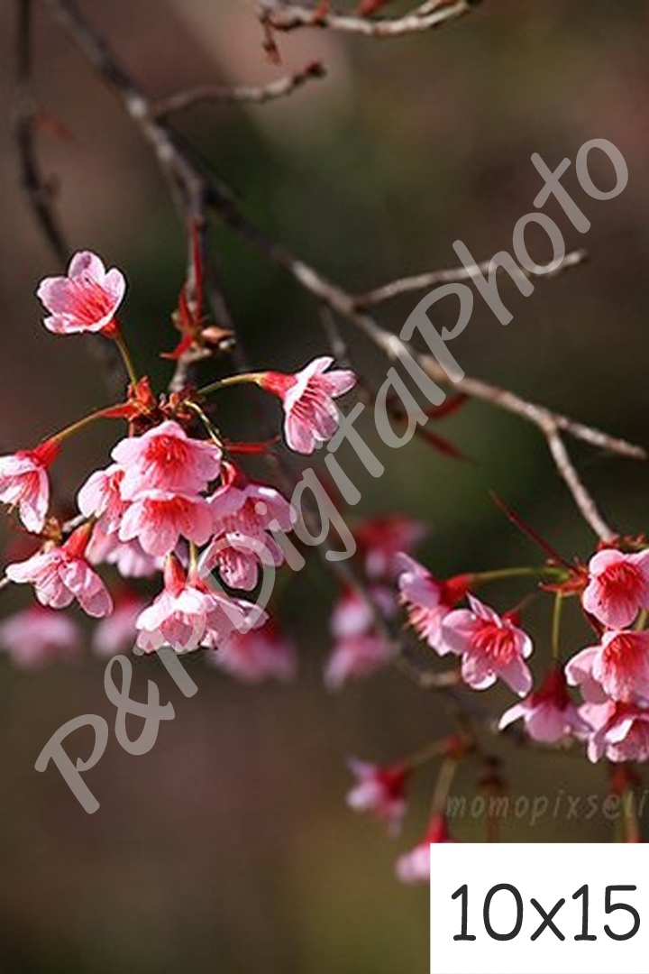 อัดรูปออนไลน์ ล้างรูปราคาถูก ขนาดอัดรูป 10x15