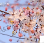 อัดรูปออนไลน์ ล้างรูปราคาถูก ขนาดอัดรูป A3