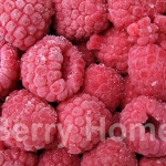 ราสเบอร์รี่แช่แข็ง / Raspberry (1 กก.)