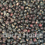 แบล็คเคอแรนท์แช่แข็ง / Blackcurrant (1 กก.)