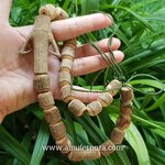 "ไม้พญาท้าวเอว" ไม้มงคลเทพเทวารักษา มีฤทธิ์ในตัว กันเขี้ยว กันงา และแก้ปวดเมื่อย