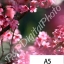 อัดรูปออนไลน์ ล้างรูปราคาถูก ขนาดอัดรูป A5