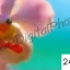 อัดรูปออนไลน์ ล้างรูปราคาถูก ขนาดอัดรูป 24x36